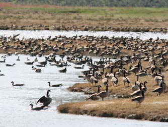 Eastern Washington Birds