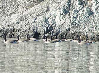 Picture of Canada goose flock at Lake Roosevelt