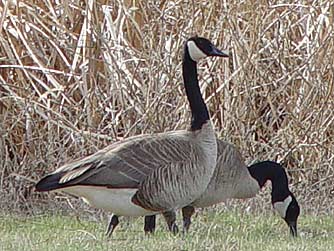 Canada geese