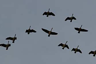 Canada geese flying in formation