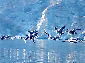 Canada geese flying in fall