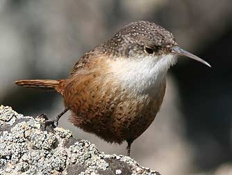 Eastern Washington birds