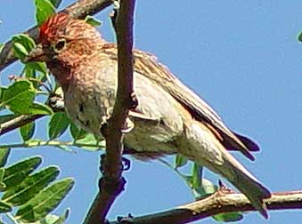 Picture of Cassins finch