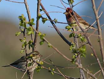 Cassins finch female and male