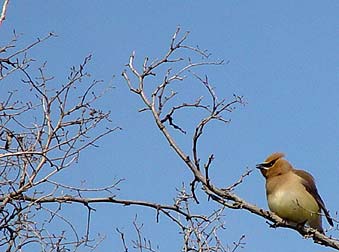 Picture of a Cedar Waxwing perching