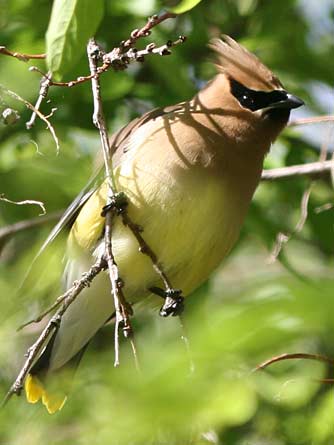 Picture of a cedar waxwing or Bombycilla cedrorum perched in a hackberry tree