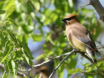 Picture of a cedar waxwing bird in a hackberry tree