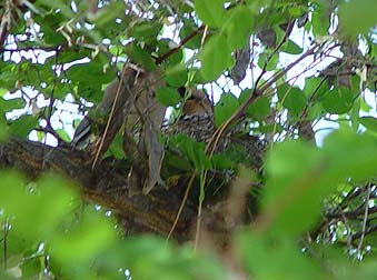 Picture of cedar waxwing in nest