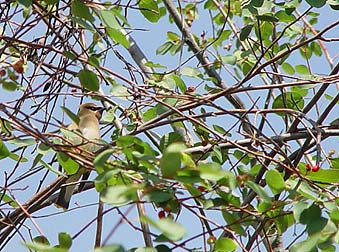 Cedar Waxwing in a Serviceberry bush