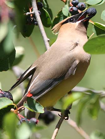 Picture of a cedar waxwing eating serviceberries