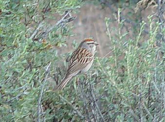 Chipping Sparrow picture - Spizella passerina 