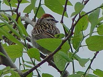 Picture of a chipping sparrow