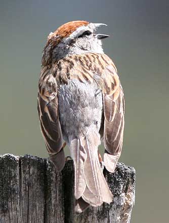 Chipping Sparrow Singing