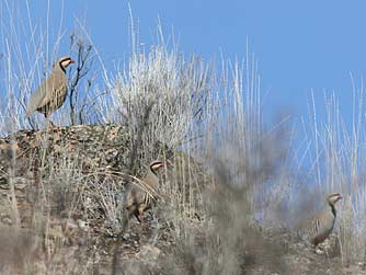 Picture of a flock of Chukkar