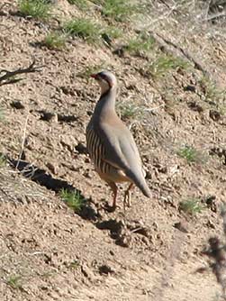 Quilomene Chukar