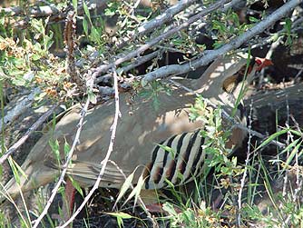 Chukar picture