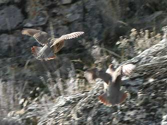 Picture of flushing and flying Chukars