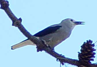 Clark's nutcracker eating ponderosa pine seeds