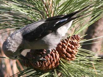 Clark's nutcracker eating ponderosa pine seeds