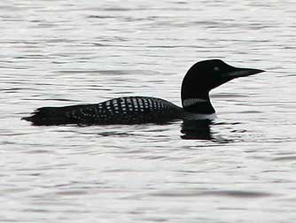 Common Loon, Gavia immer