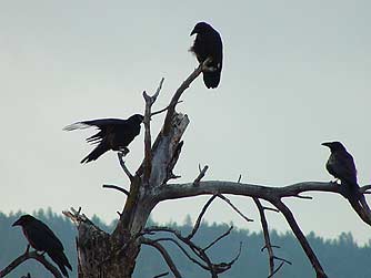 Picture of common ravens roosting in a snag