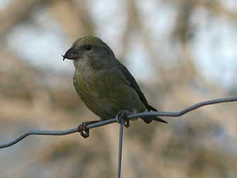 Yellow female crossbill bird