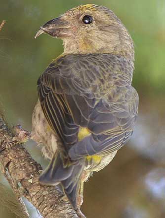 Picture of a yellow crossbill female