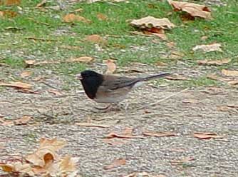 Picture of a dark-eyed junco forgaging on the ground