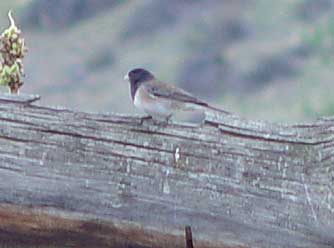 Dark eyed junco picture