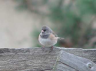 Picture of a dark-eyed junco - Oregon variety