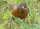 American robin