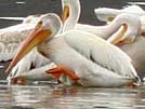 American white pelican