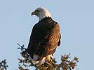 Bald eagle