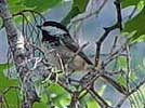 Black-capped chickadee