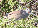 Black-crowned night heron