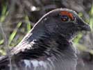 Blue grouse