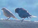 Brown headed cowbird