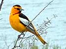 Bullock's oriole