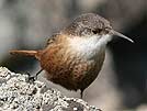 Canyon wren