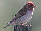 Cassin's finch