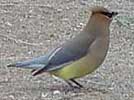 Cedar waxwing