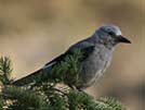 Clark's nutcracker