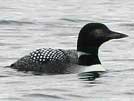 Common loon pictures