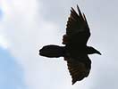 Pictures of the common raven