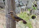 Red crossbill pictures