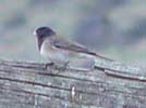 Dark-eyed junco - Oregon variety