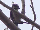 Downy woodpecker