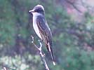 Eastern kingbird