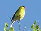 American goldfinch, Washington State bird