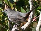 Gray catbird